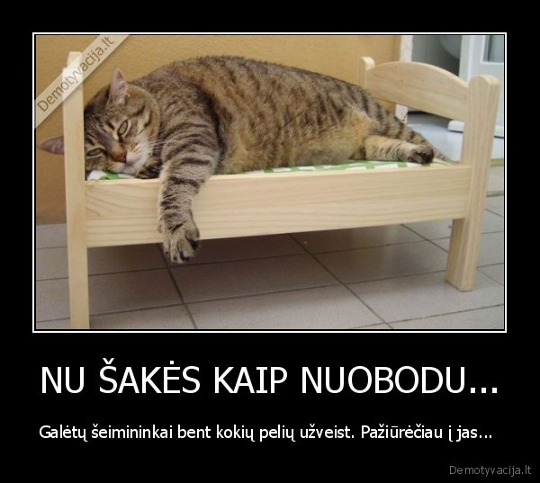 tinginys,katinas,nuobodybe