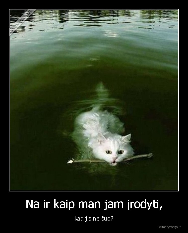 suo,katinas,plaukia,pagaliukas
