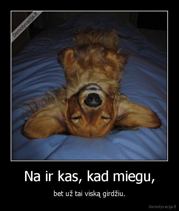 miegas,suniukas,ausys,lova,ruda,melyna