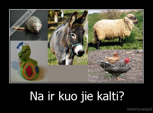 gyvunai, gaidys, lopas, asilas, ziurke, avinas, kuo, jie, kalti