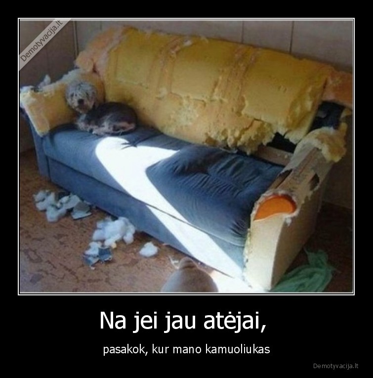 kur, kamuoliukas,suo,suniukas,kamuoliukas,sofa