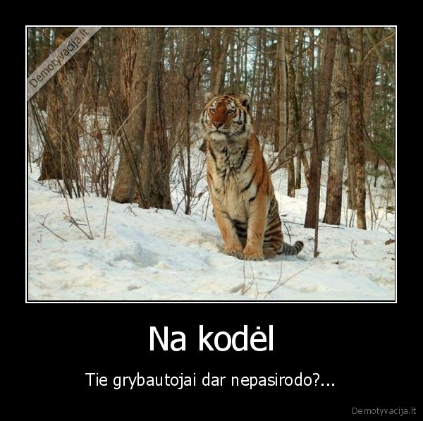 tigras, miske,grybautojai,grybu, sezonas