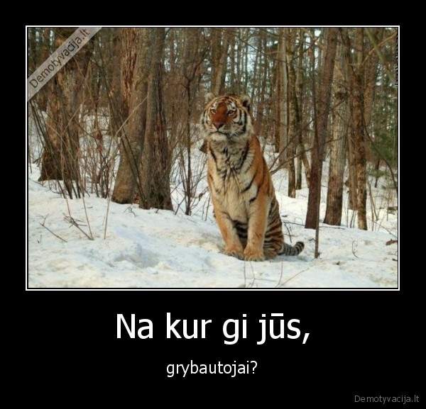 tigras, miske,grybautojai, miske