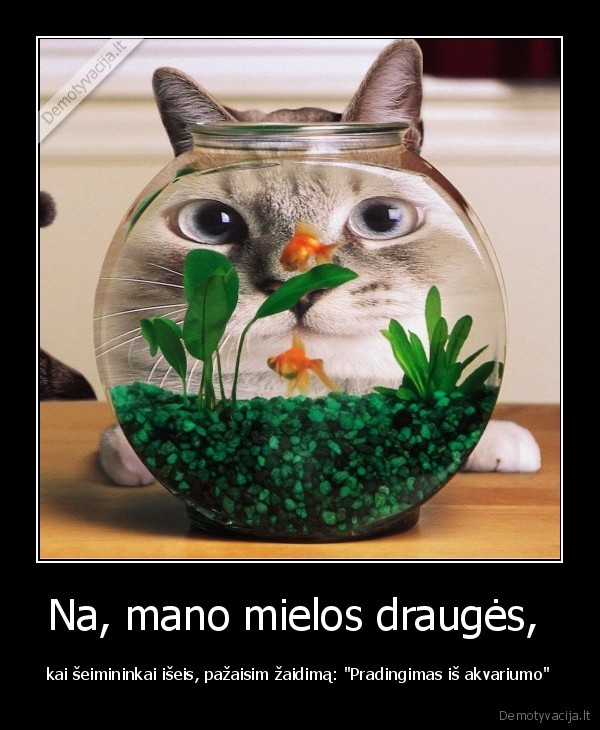 katinas,kaciukas,zuvis,vanduo