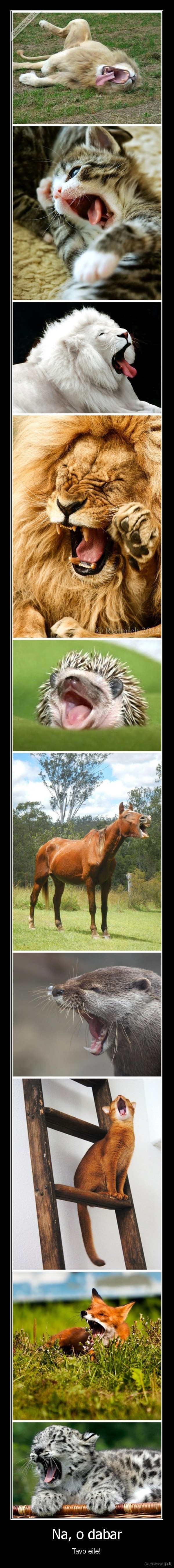 ziovulys,gyvunai, ziovauja,uzkreciamas, ziovulys