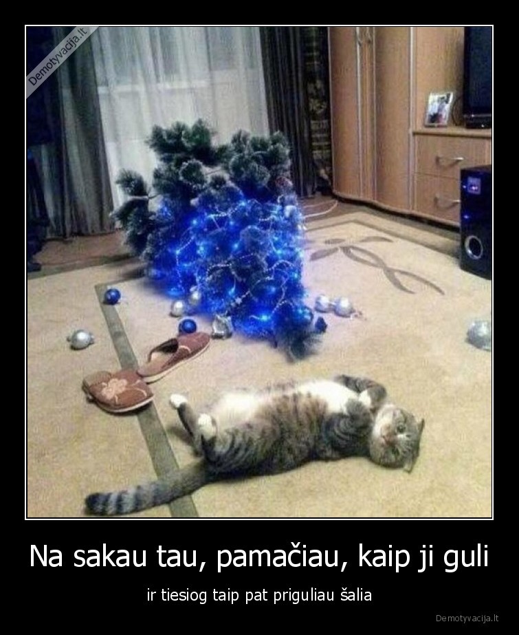 sventes,katinas,eglute