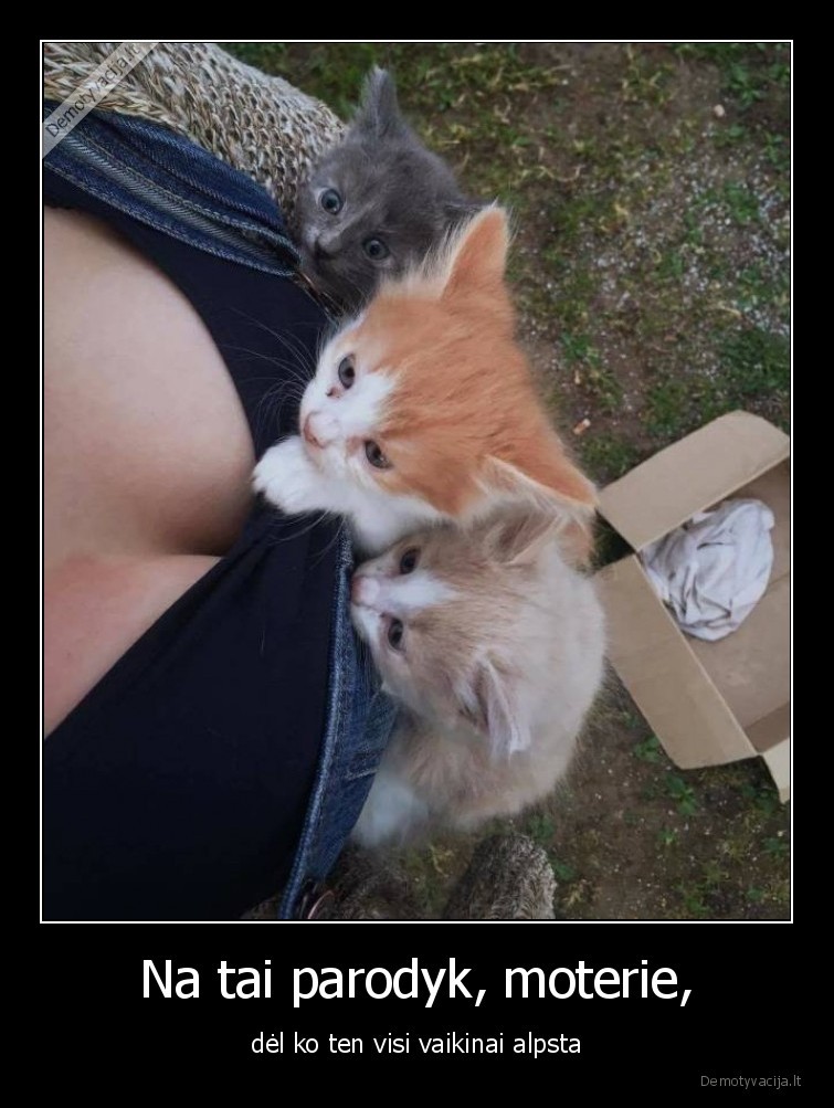 merginos,iskirpte,krutine,kaciukai,kates,katinai