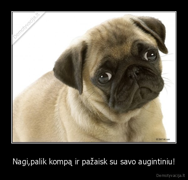 Nagi,palik kompą ir pažaisk su savo augintiniu!