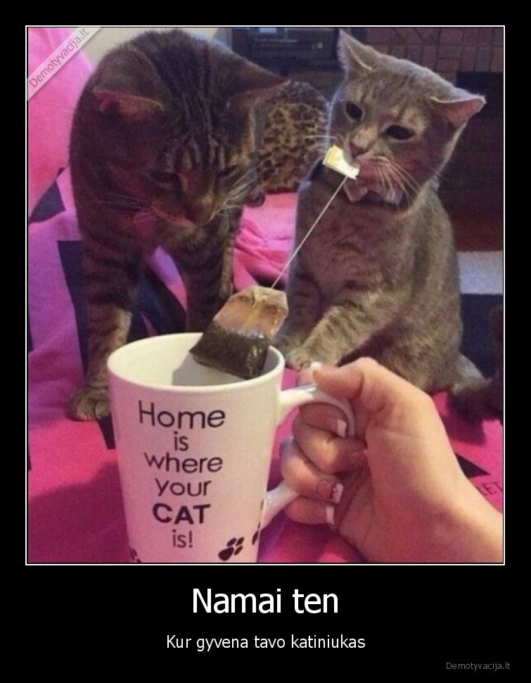 juokingas, katinas,tikrieji, namai