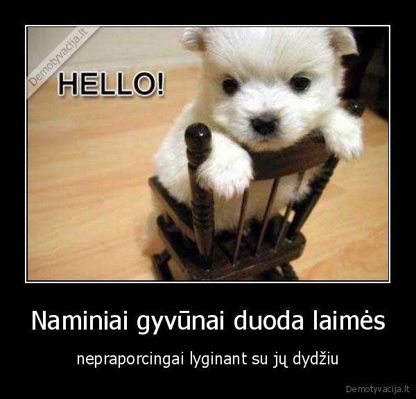 Naminiai gyvūnai duoda laimės