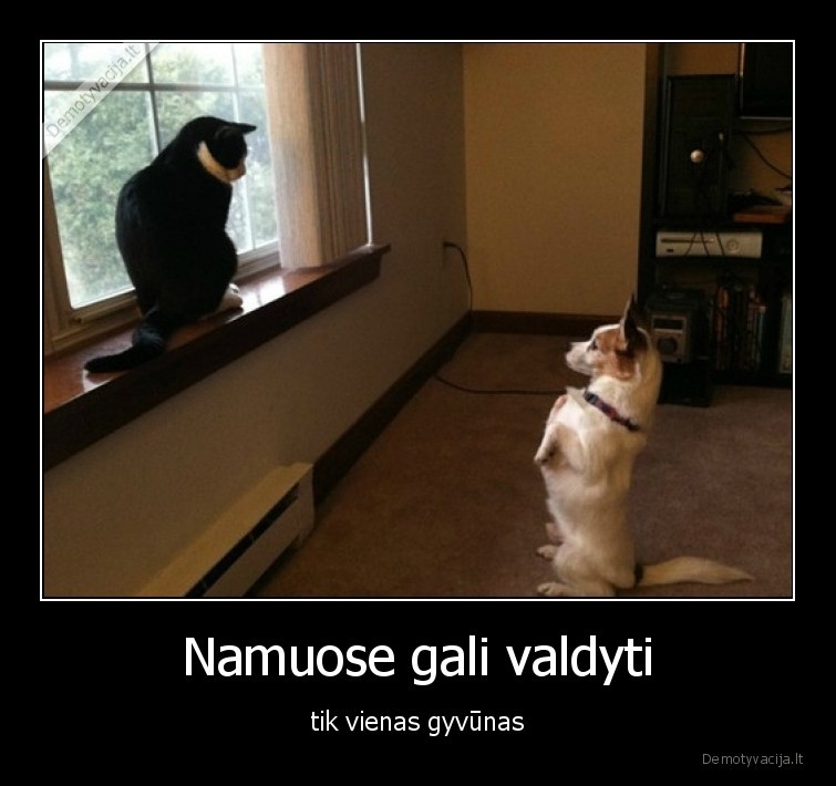 katinas,suo,virsininkas