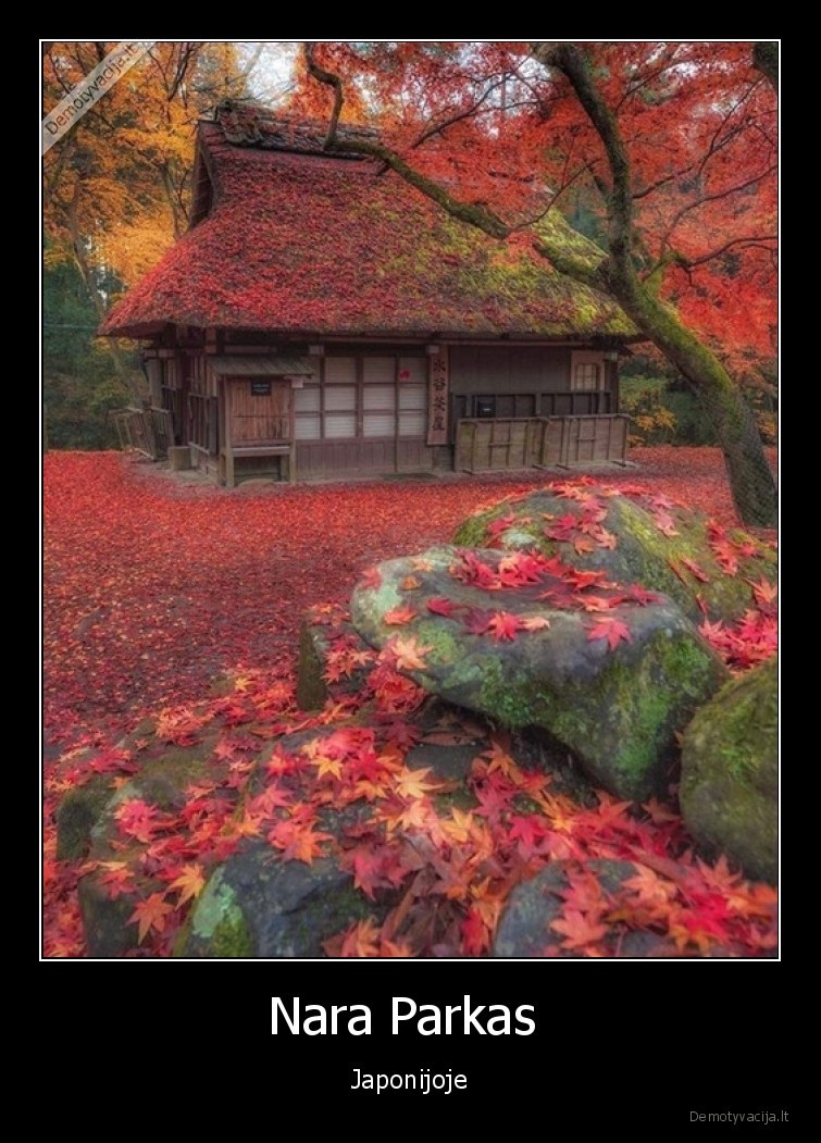 nara,parkas,japonija