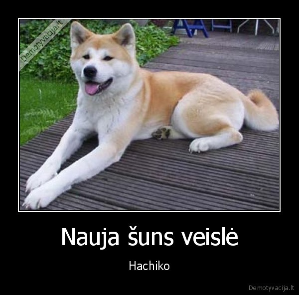 suns,istorija,hachiko,reksas,bethovenas,mailo,tt