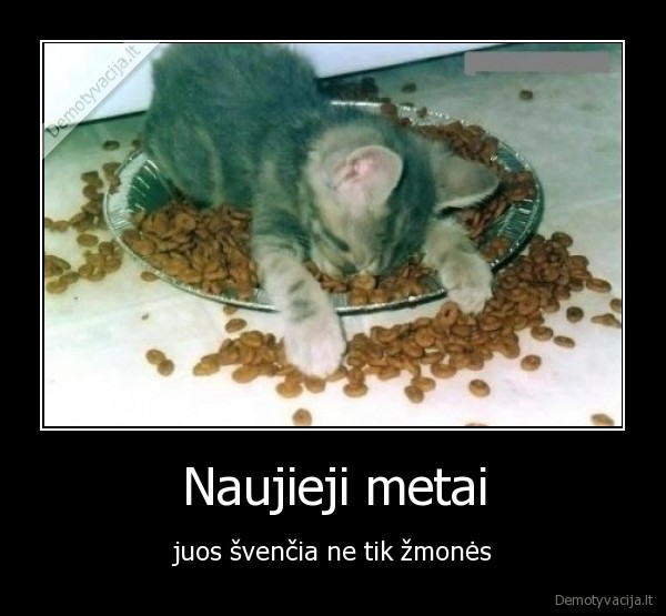 naujieji, metai,svente,katinas