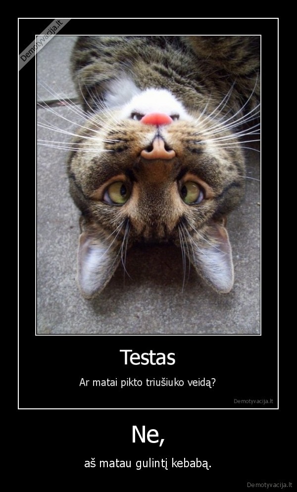 katinas, myli, kebabus