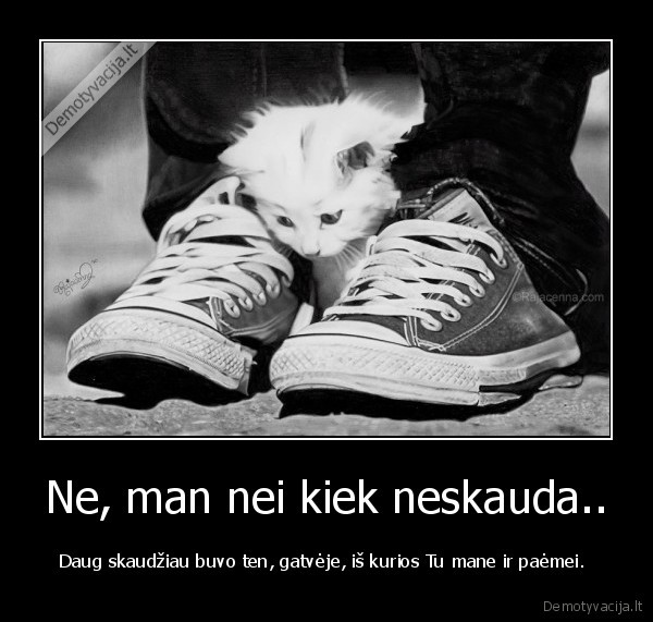 gyvunai,gatve,gyvenimas