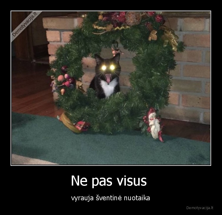 sventes,katinas,baisu,akys