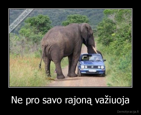 automobilis,dramblys,rajonas,gyvunai