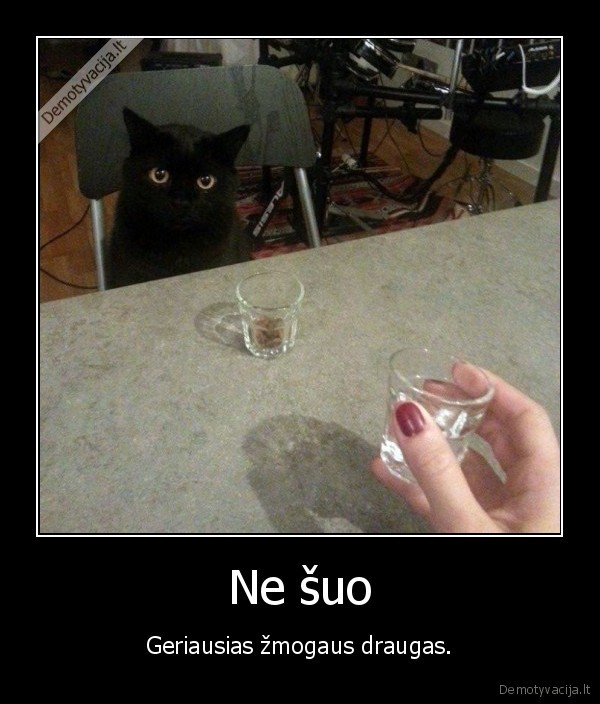 katinas,gerti,vienisas