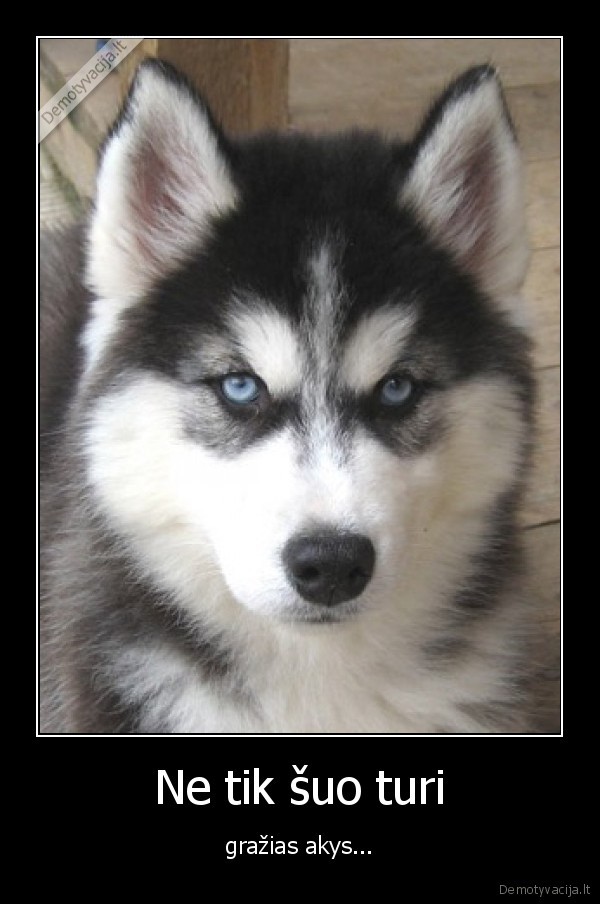 Ne tik šuo turi