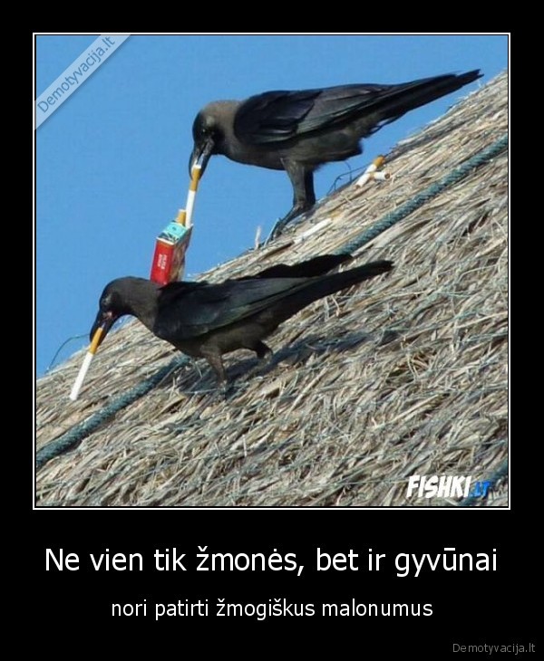 pauksciai,cizos,stogas