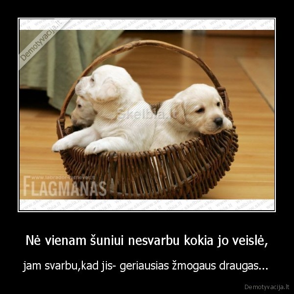Nė vienam šuniui nesvarbu kokia jo veislė,
