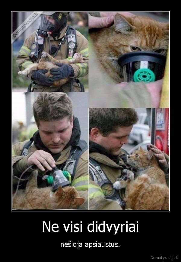 didvyris,kate,katinas,gelbetojas
