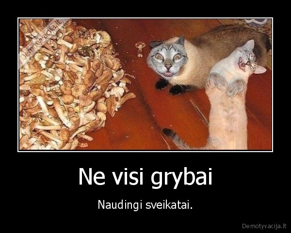 grybai,sveikata,naudingi