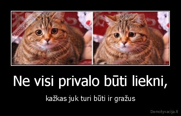 katinas,liekni,grazus