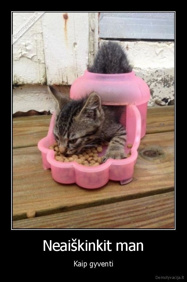 lauzo, sistema,juokingas, katinas