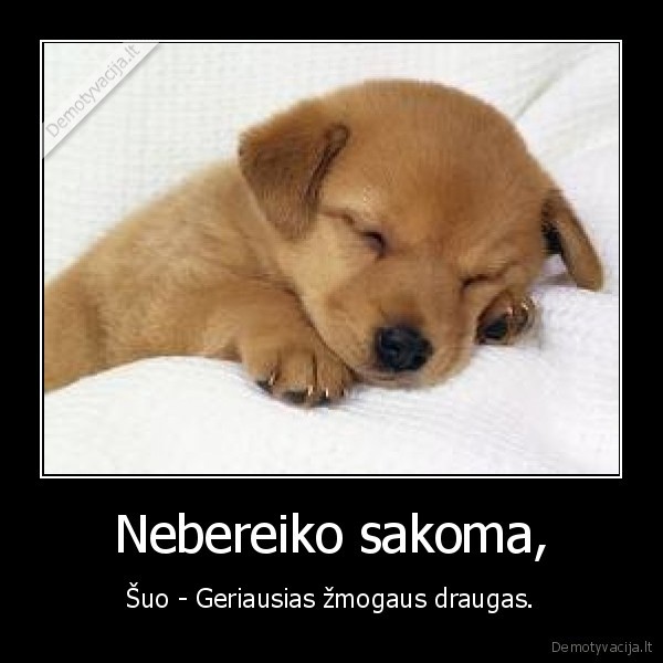 suo, draugas, gyvunai