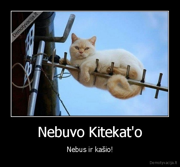 Nebuvo Kitekat'o