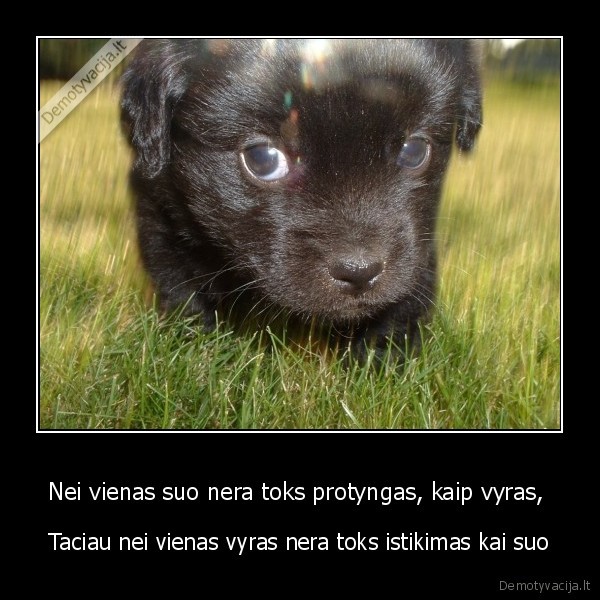 Nei vienas suo nera toks protyngas, kaip vyras, 