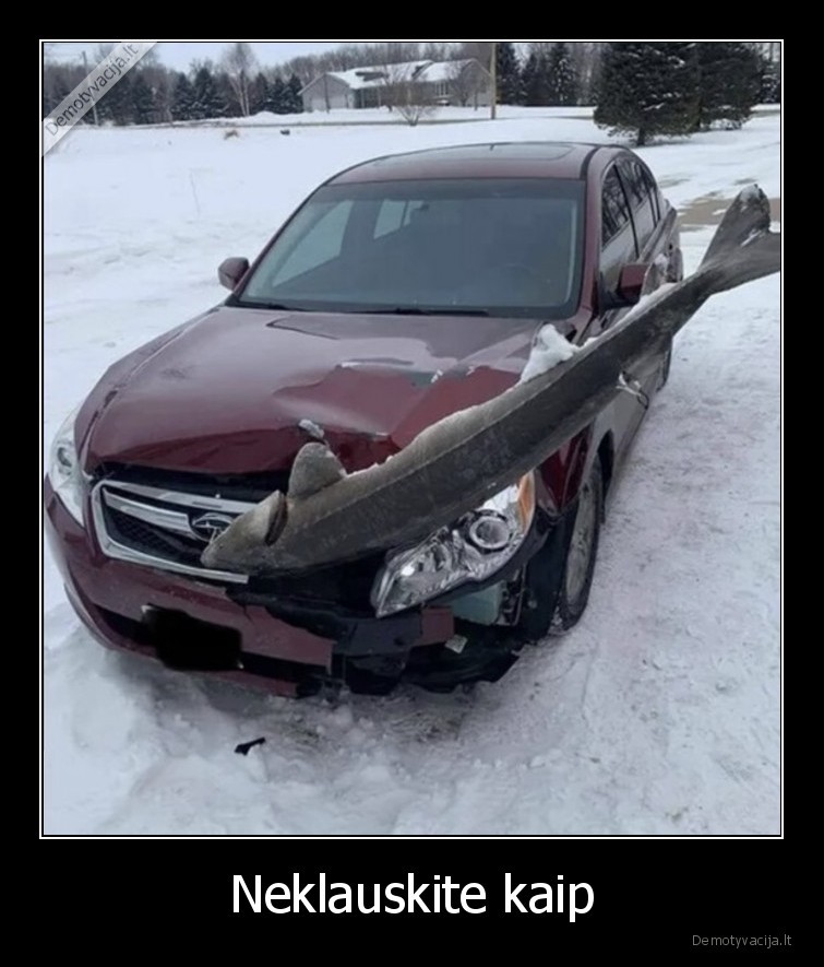 subaru,zuvis,avarija