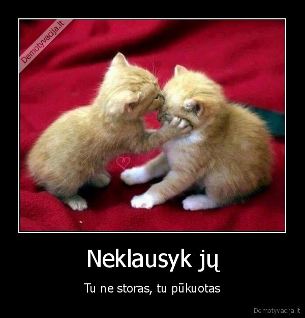 storas, katinas,pukuotas, katinas