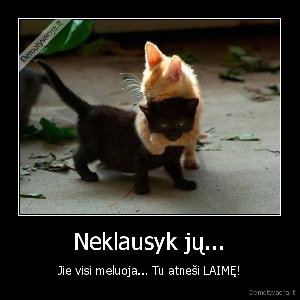 laime,neklausyti,mieli, kaciukai,juodas, kaciukas,meile,jausmai
