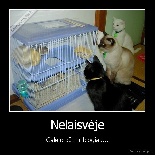 laisve,nelaisve,kates,peliukas