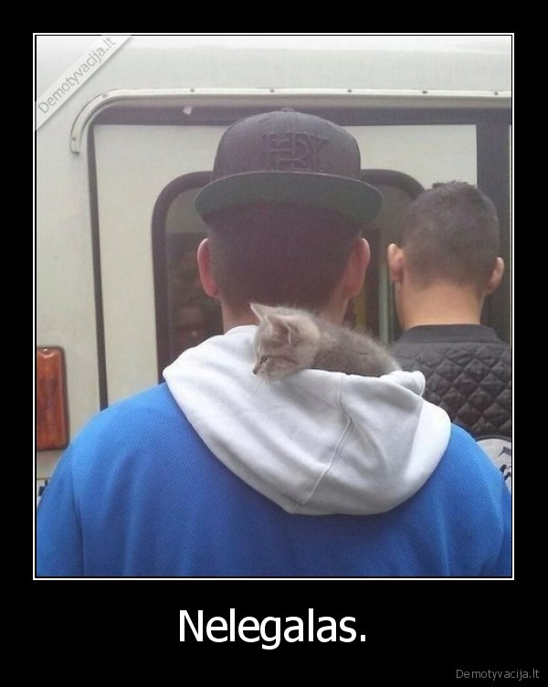 katinas,gaubtuvas,megztukas