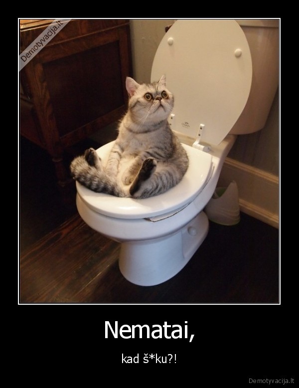 juokingas, katinas,katinas, tualete