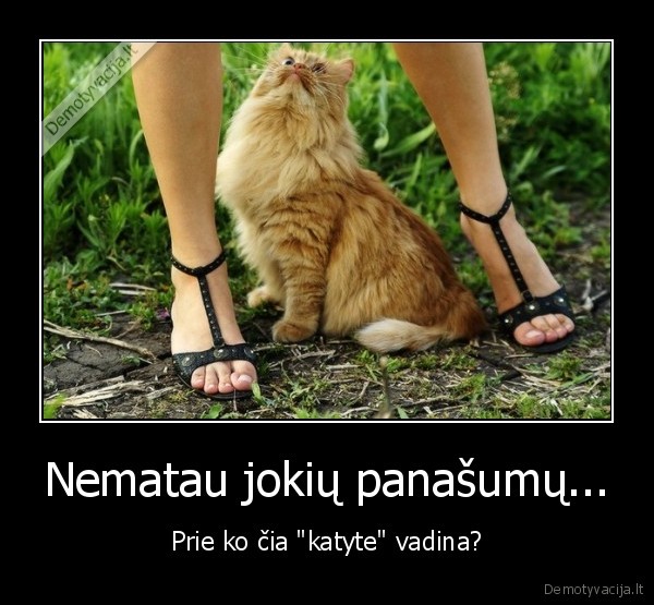 katinas,putyte,katyte
