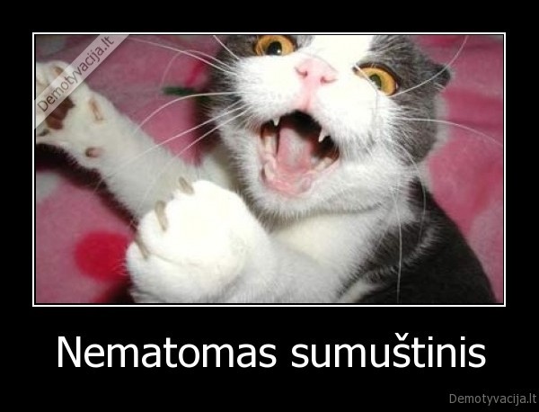 kate, sumustinis, valgo