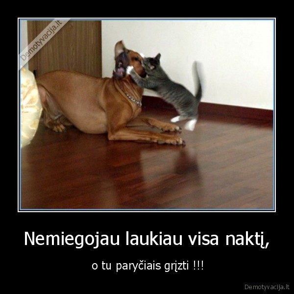 nemiegojau, laukiau, visa, nakti