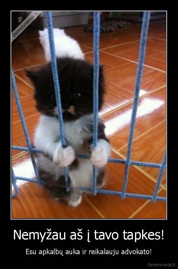 mielas, kaciukas,juokingas, katinas