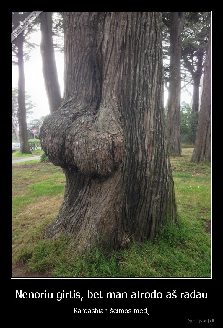 seimos, medis,medis, su, sikna