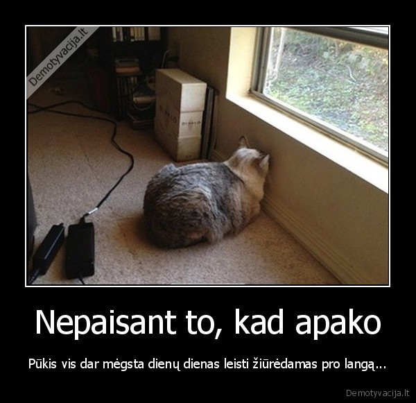 aklas, katinas,ziuri, i, siena