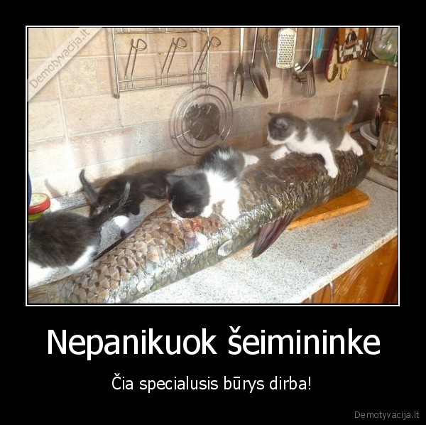 specialusis, burys,mieli, katinukai,didele, zuvis