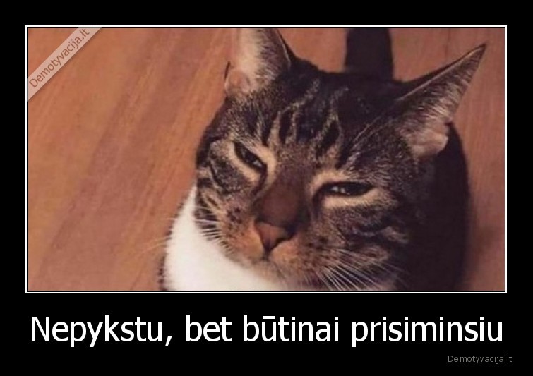 katinas,pyktis