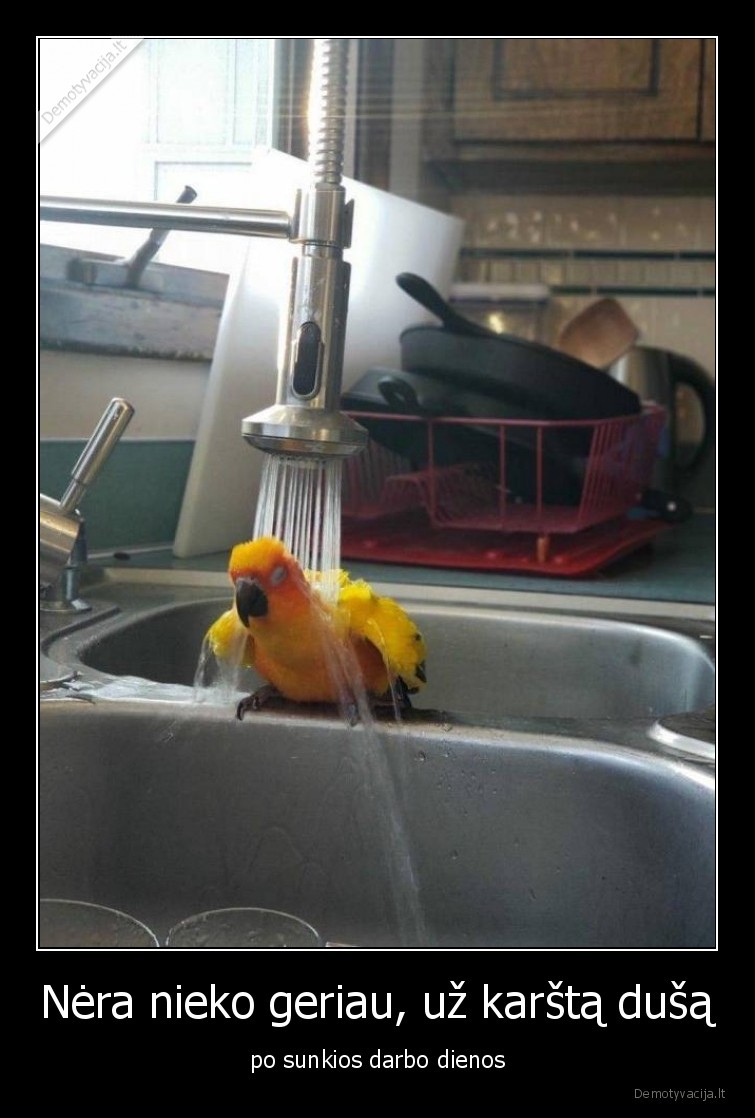 darbas,dusas,papuga