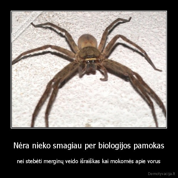 vorai, voras, fyfos, veidas, veidai