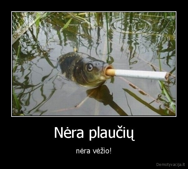 plauciai,zuvis